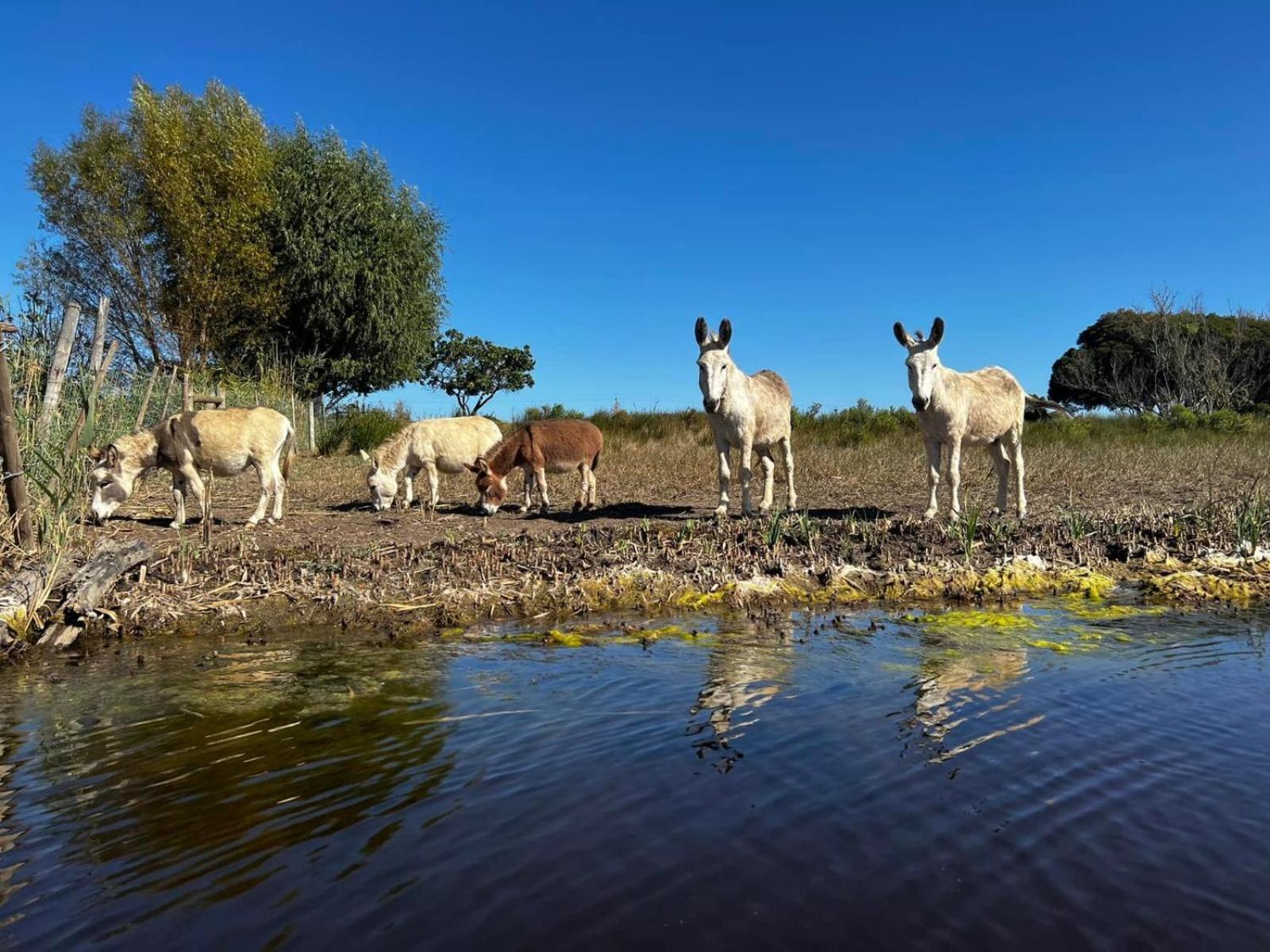 Rivergate Guest Farm Stanford Kültér fotó